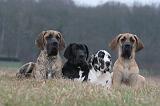 DOGUE ALLEMAND 654